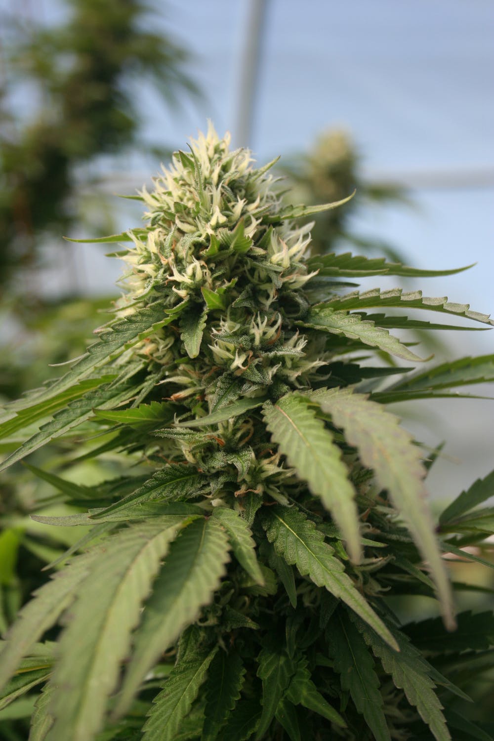 image of cannabis plant