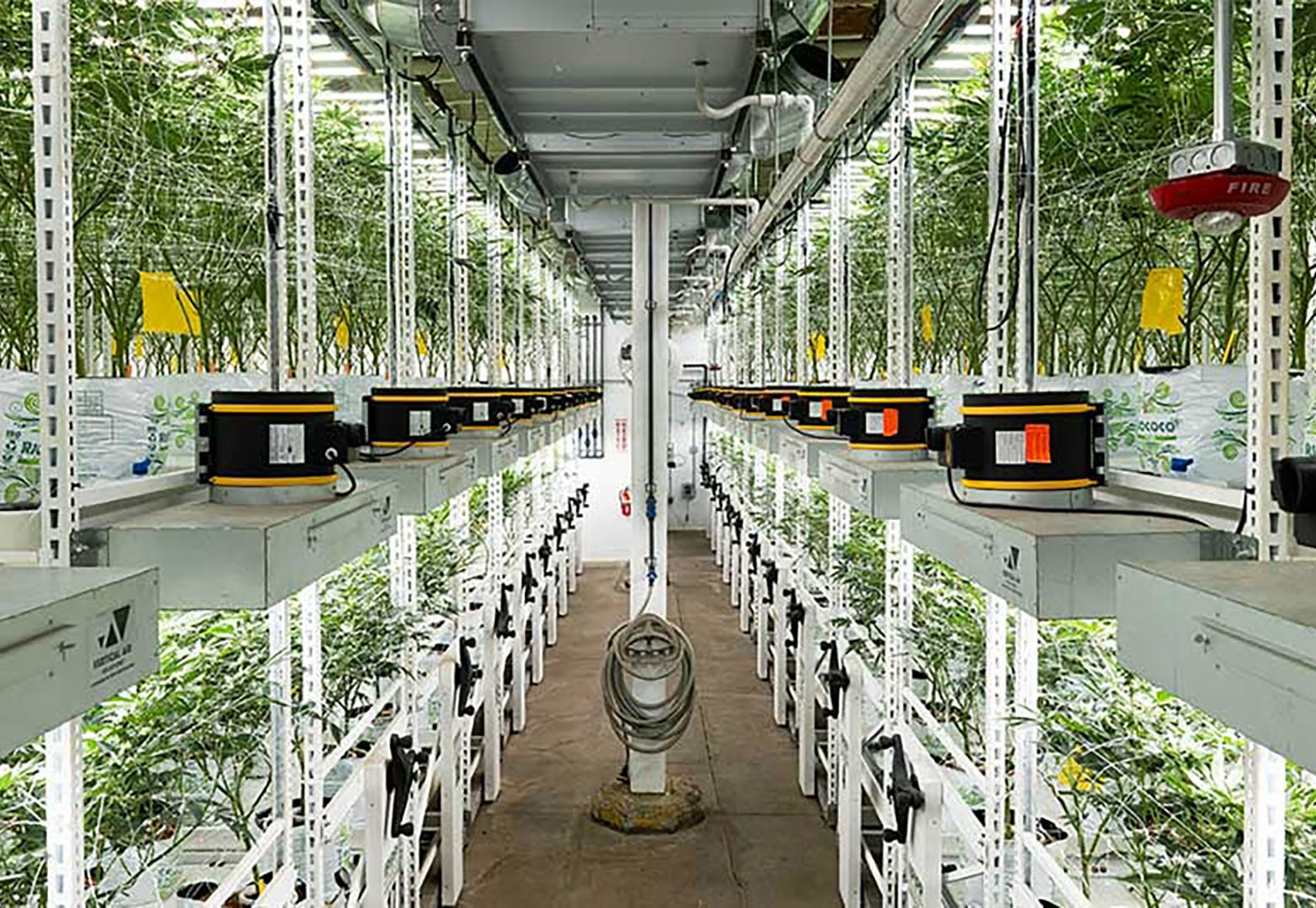 Oakfruitland california cannabis tiered grow fluence led Featured Image