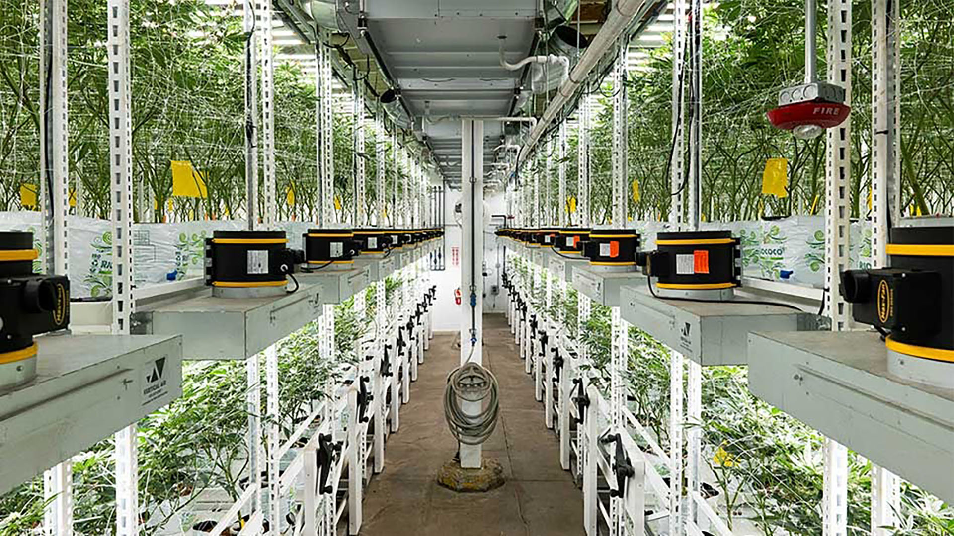 Oakfruitland california cannabis tiered grow fluence led