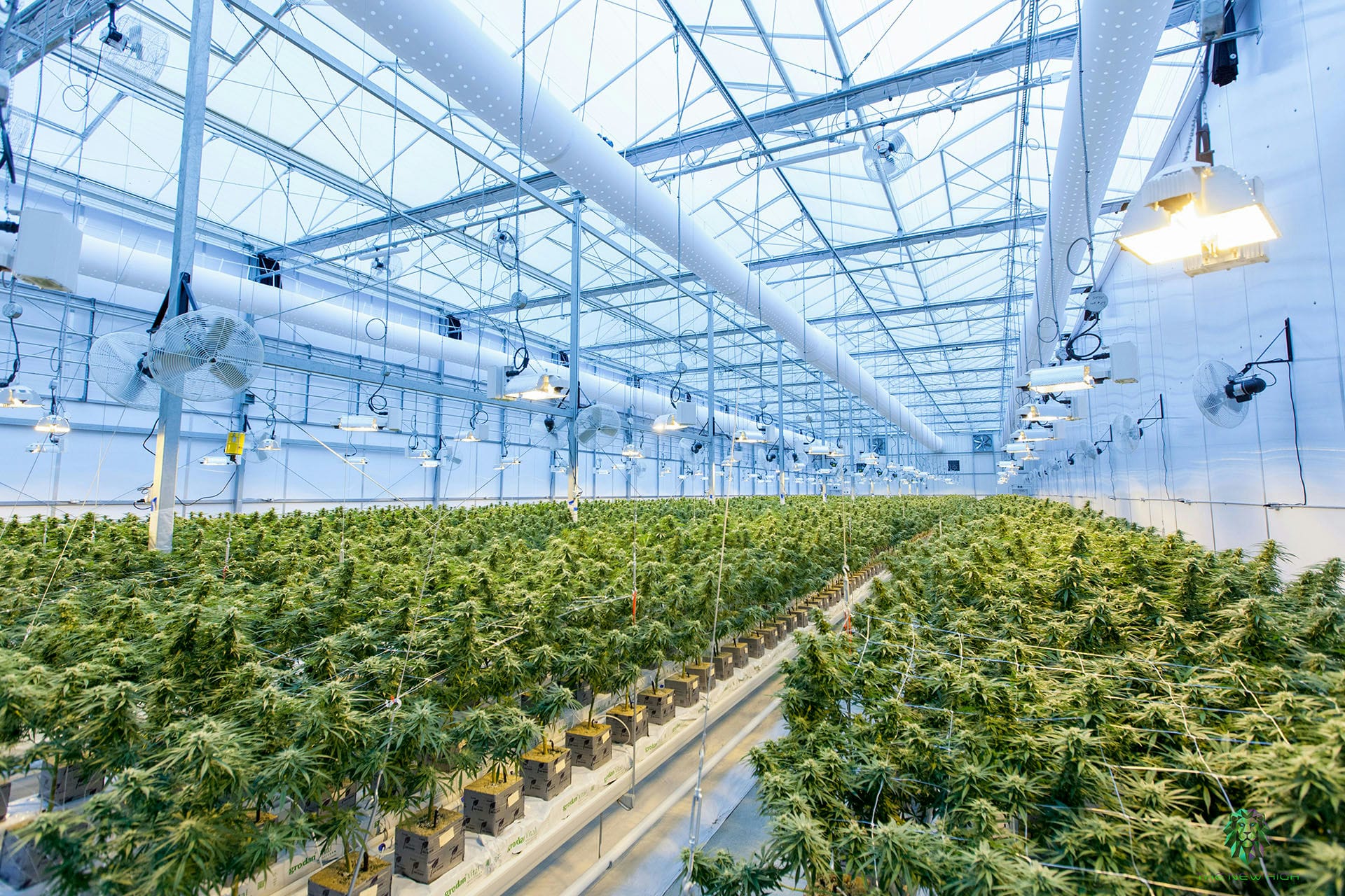 US drug control agency will move to reclassify marijuana in a historic shift, AP sources say
